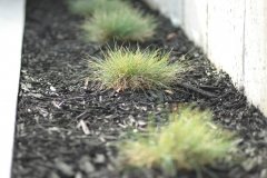 Black mulch beds with ornamental grass